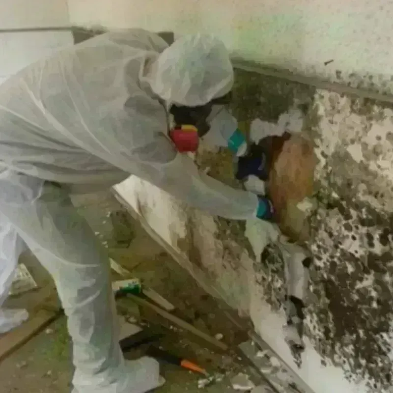 Mold Remediation and Removal in Rock Hill, SC